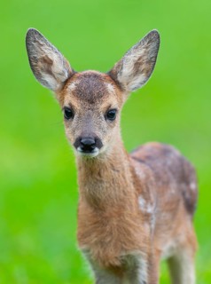 Roe deer (Capreolus capreolus), fawn standing in a meadow and looking attentively, Germany