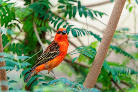 A male red fody (Foudia madagascariensis) sits in a tree. Madagascar, Amirantes, Comoros,