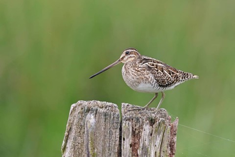 Snipe (Gallinago gallinago), standing on fence posts of a pasture, on moorland, snipe birds,