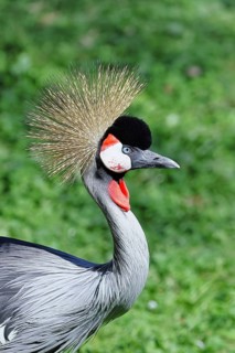 Crowned Crane (Balearica pavonina), portrait, captive, Herborn-Uckersdorf Zoo, Hesse, Germany