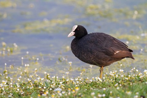 Eurasian Coot (Fulica atra), Extremadura, Spain