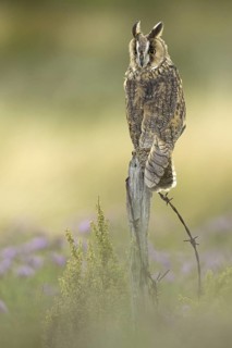 Long-eared Owl (Asio otus), Germany