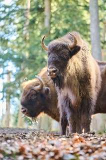 European bison (Bison bonasus) in a forest in spring, Bavarian Forest, Germany