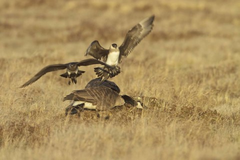 Parasitic Jaeger (Stercorarius parasiticus) flying, Manitoba, Canada