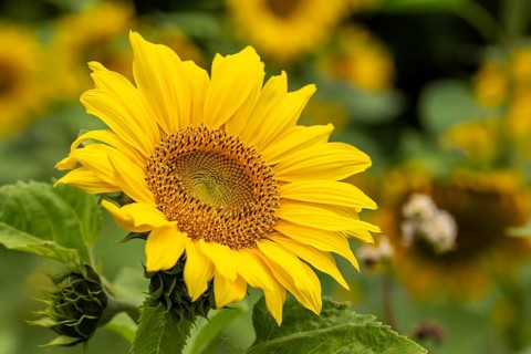 Close-up of a bright yellow flowering sunflower (Helianthus annuus) in a field against a blurred