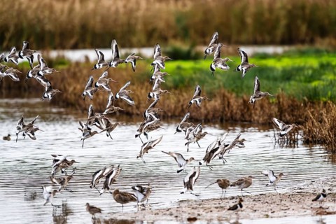 Black-tailed Godwits, Limosa limosa, birds in flight over marshes, Devon, England, United Kingdom