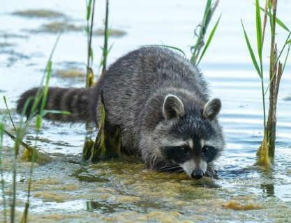 Raccoon (Procyon lotor), foraging in the shallow water zone of a lake, Lower Saxony, Germany