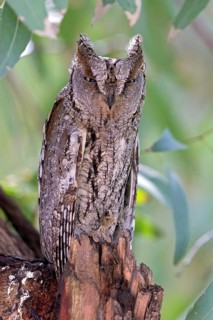 Scops Owl, (Otus scops), biotope, habitat, perch, animals, birds, owls Lesbos Island, Lesbos,