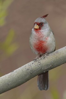 Pyrrhuloxia (Cardinalis sinuatus) male, Arizona, USA