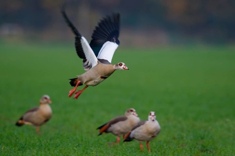 Egyptian Goose (Alopochen aegyptiaca) flying, North Rhine-Westphalia, Germany