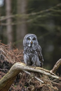 One great grey owl (Strix nebulosa) sitting on the root of a fallen spruce tree