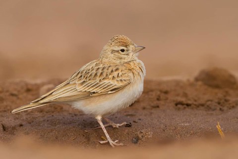 Short-toed Lark - Kurzzehenlerche - Calandrella brachydactyla ssp. rubiginosa, Morocco, adult