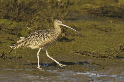 Long-billed Curlew (Numenius americanus), California, USA