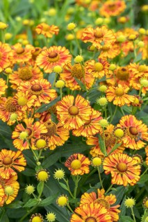 Sunflower (Helenium 'Can Can'), RHS Garden Bridgewater, Great Britain