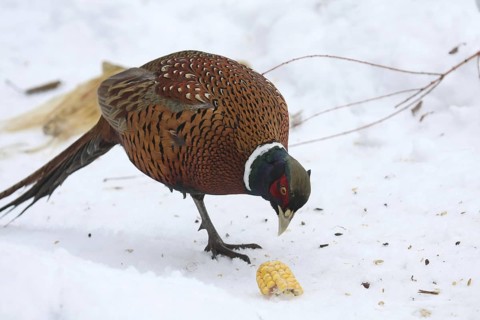 Common Pheasant (Phasianus colchicus) male, Lower Saxony, Germany