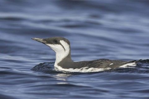 Common Murre (Uria aalge), Newfoundland, Canada