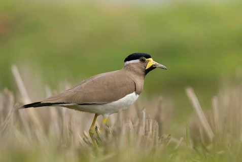 Yellow-wattled Lapwing (Vanellus malabaricus) foraging in a dry agricultural field, Sreepur,