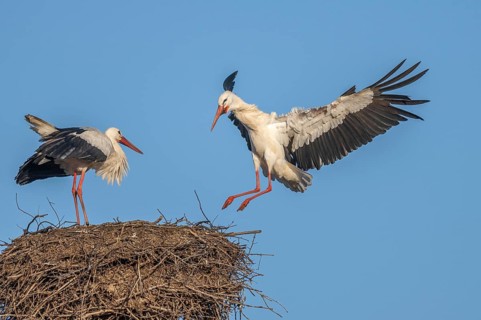 Two white storks (ciconia ciconia) can be seen in a tree. One is on the nest while the other