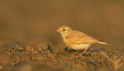 Bar-tailed Desert Lark - Sandlerche - Ammomanes cincturus, Marokko, adult