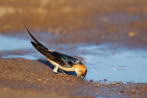 Red-rumped Swallow (Cecropis daurica) looking for nesting material, Lesvos, Greece