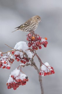 Pine Siskin (Spinus pinus) perched on a branch, Alaska, USA