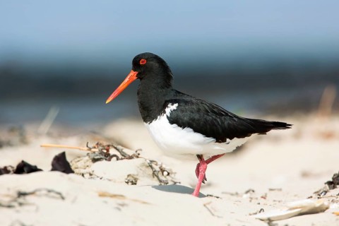 Pied Oystercatcher (Haematopus longirostris), Victoria, Australia