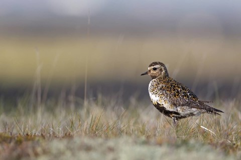 European Golden Plover (Pluvialis apricaria), Iceland