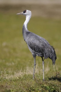Hooded Crane (Grus monacha), Arasaki, Japan