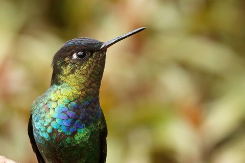 Fiery-throated Hummingbird (Panterpe insignis), Costa Rica
