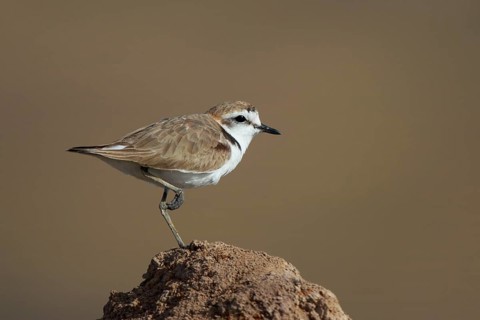 Kentish Plover (Charadrius alexandrinus) female, Lesvos, Greece