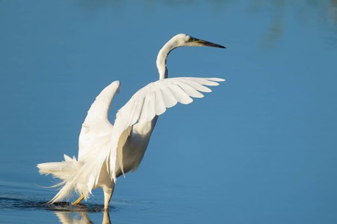Great White Egret (Ardea alba) standing with open wings in the shallow water zone of a lake, blue