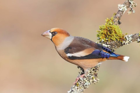 Hawfinch (Coccothraustes coccothraustes), male sitting attentively on a branch covered with lichen,