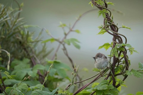 Common Whitethroat (Sylvia communis) with insect prey in beak to feed chicks, Mecklenburg-Western