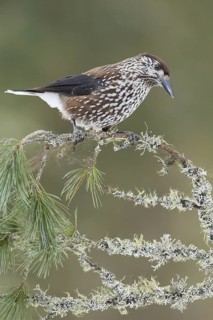 Spotted Nutcracker (Nucifraga caryocatactes), Switzerland