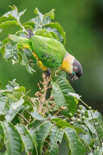 Black-headed Parrot (Pionites melanocephalus) perched on a branch in Ecuador