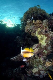 Red Sea bannerfish (Heniochus intermedius)