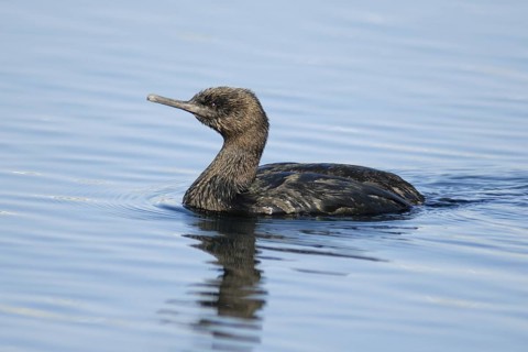 Pelagic Cormorant (Phalacrocorax pelagicus), Hokkaido, Japan