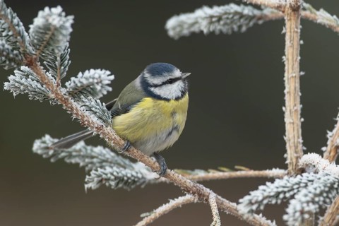 Blue tit (Cyanistes caeruleus) adult garden bird on a frost covered Christmas spruce tree in