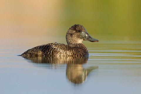 Blue-billed Duck (Oxyura australis) female, Victoria, Australia
