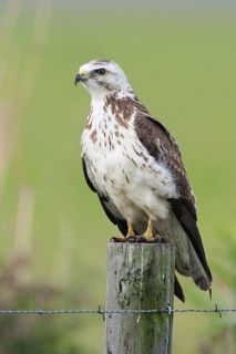 Red-tailed Hawk (Buteo jamaicensis), Texas, USA