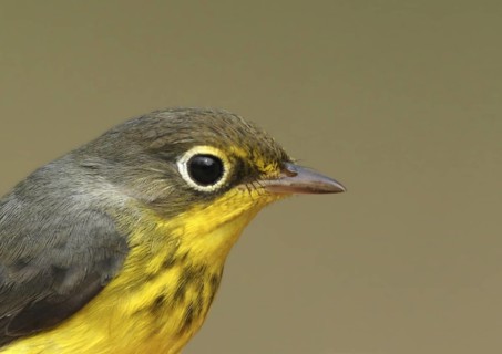 Canada Warbler (Cardellina canadensis), Saskatchewan, Canada