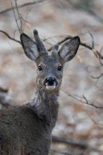 Abnormal roebuck in the bast (Capreolus capreolus), Bitburg, Rhineland-Palatinate, Germany
