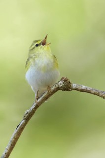 Wood Warbler (Phylloscopus sibilatrix) singing, Gwynedd, United Kingdom
