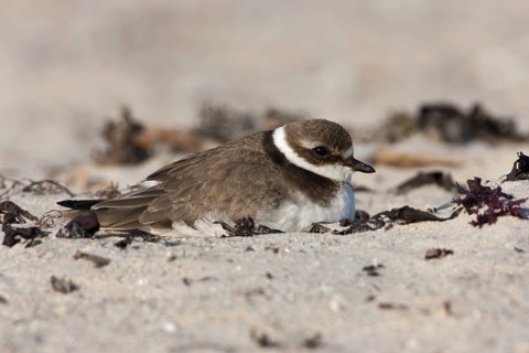 Common Ringed Plover (Charadrius hiaticula), Schleswig-Holstein, Germany