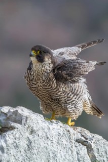Peregrine Falcon (Falco peregrinus) perched on a rock, Istria, Croatia