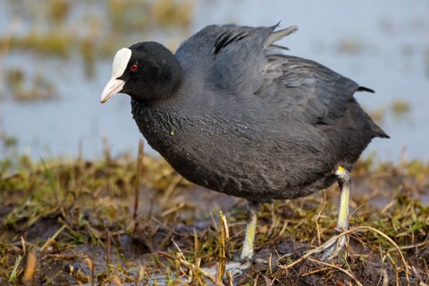 Eurasian Coot (Fulica atra) foraging, Netherlands