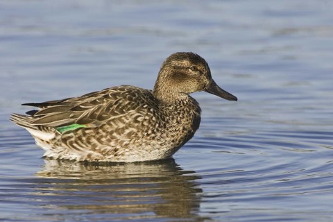 Green-winged Teal (Anas carolinensis) female, California, USA