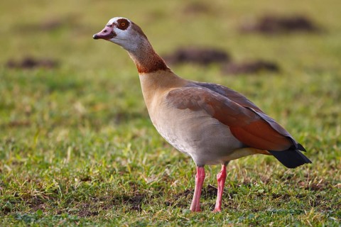 Egyptian Goose (Alopochen aegyptiaca), North Rhine-Westphalia, Germany