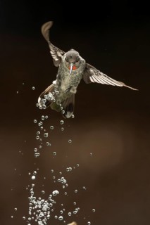 Annas hummingbird, calypte anna, enjoying the water fountain drops