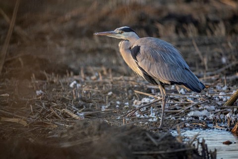 Grey heron (Ardea cinerea) Germany